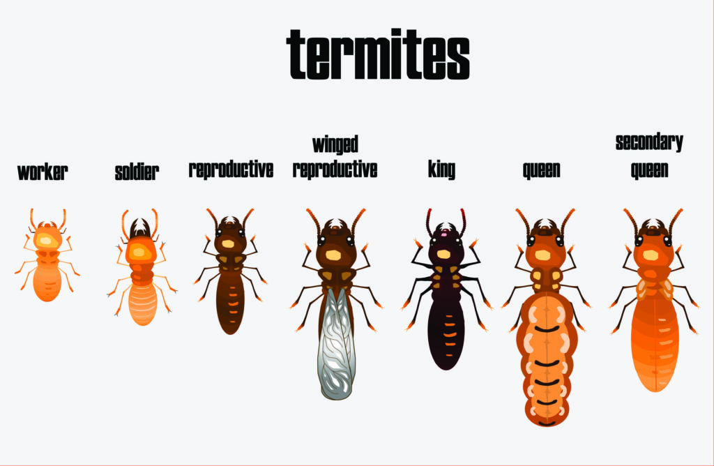 termite caste system
