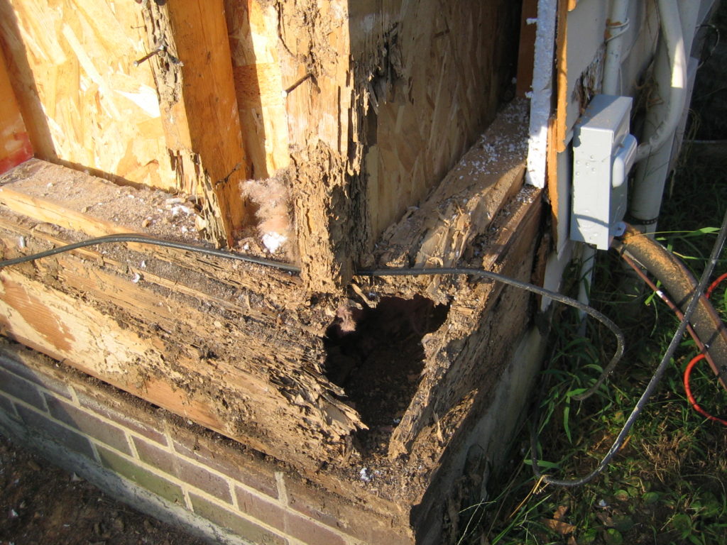 termite hole in wood