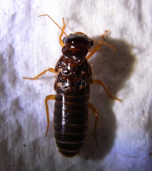 termite king