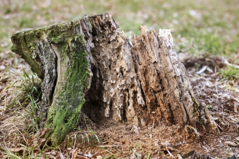 Old stump, a tree ruined by termites and various insects