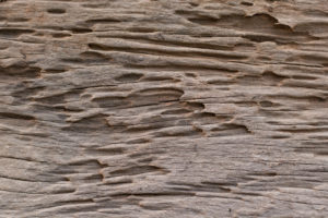 texture of traces of termites eat wood