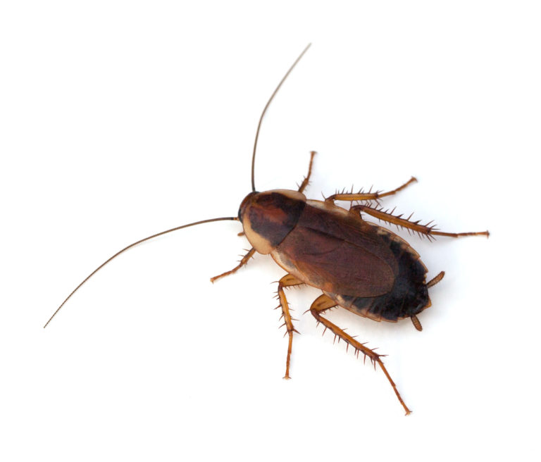 wood cockroach