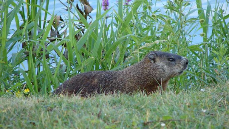 How To Get Rid Of Groundhogs 13 Best Ways In 2023 how-to-get-rid-of-groundhogs-13-best-ways-in-2023