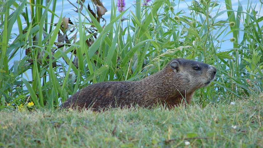 woodchuck in yard