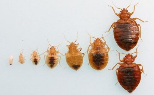 bed bug life cycle