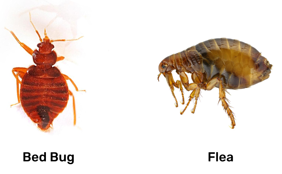 Bed bugs bite vs. Flea Bite What
