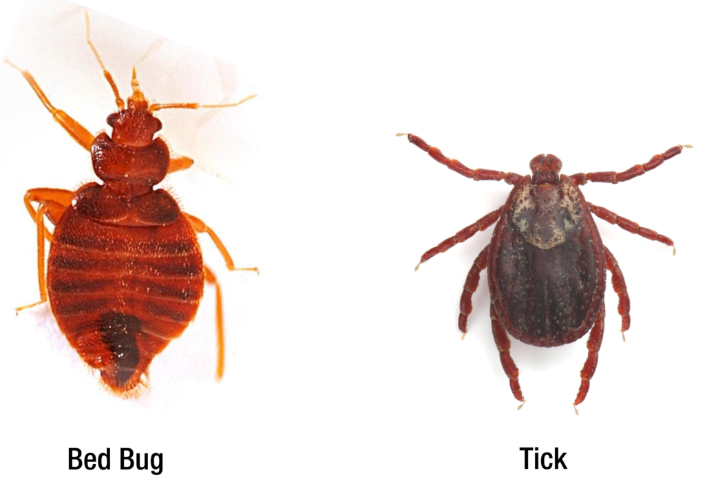 Bed bug vs tick