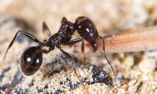 Little-black-ants