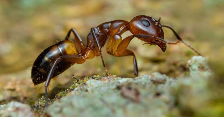 argentine ant