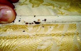 bed bug poop on mattress seam
