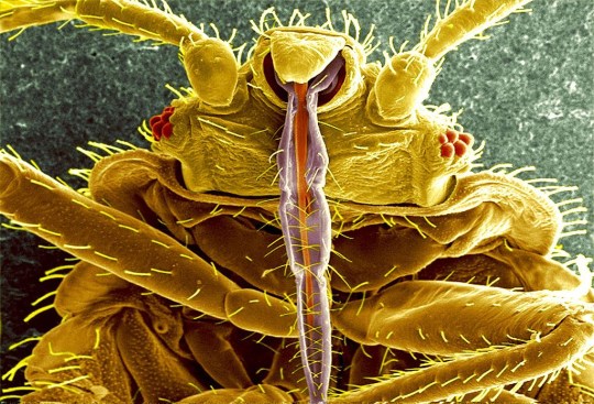 bed bug labium