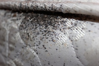 bed bug poop on mattress