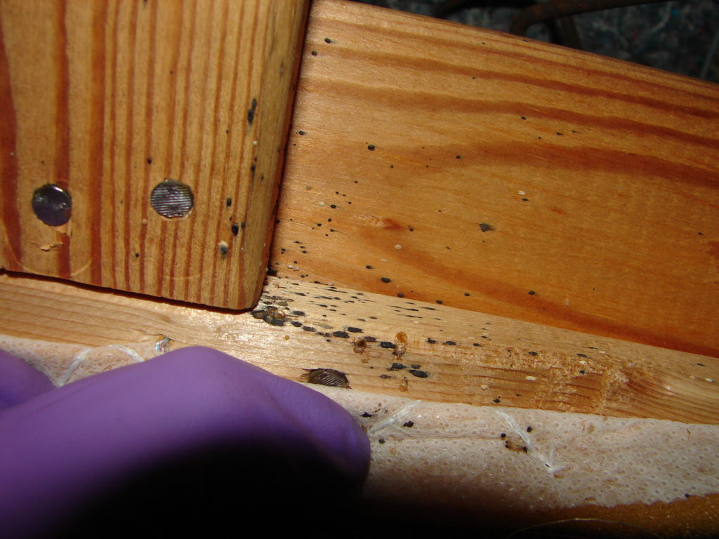 bed bug poop on wood