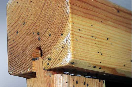 bed bug poop on wood minor