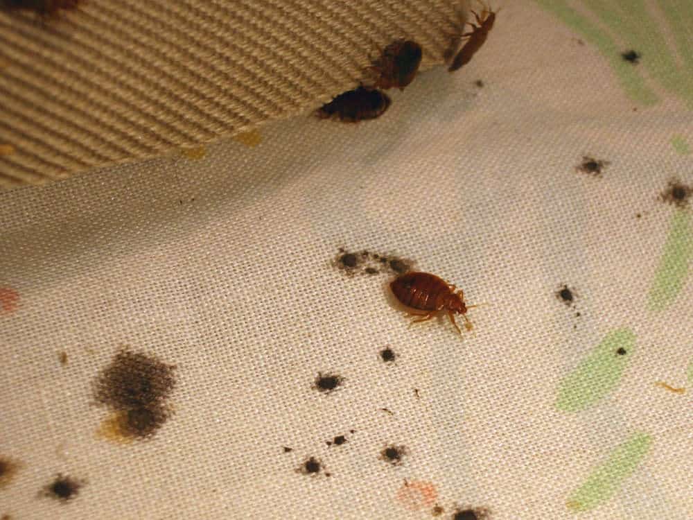 bed bugs on bed sheets