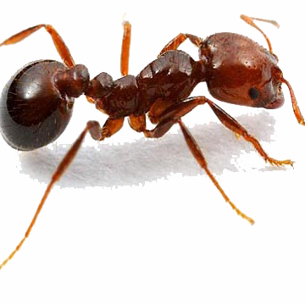 black imported fire ant