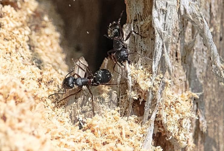 carpenter ant wood shavings