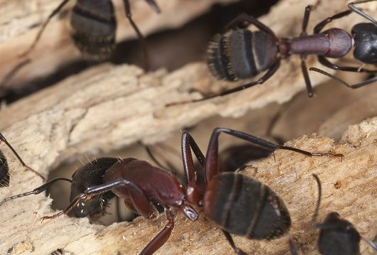 carpenter ants crawling on wood