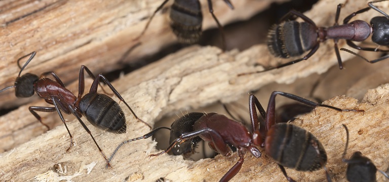 carpenter ants crawling on wood