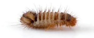 carpet beetle larvae