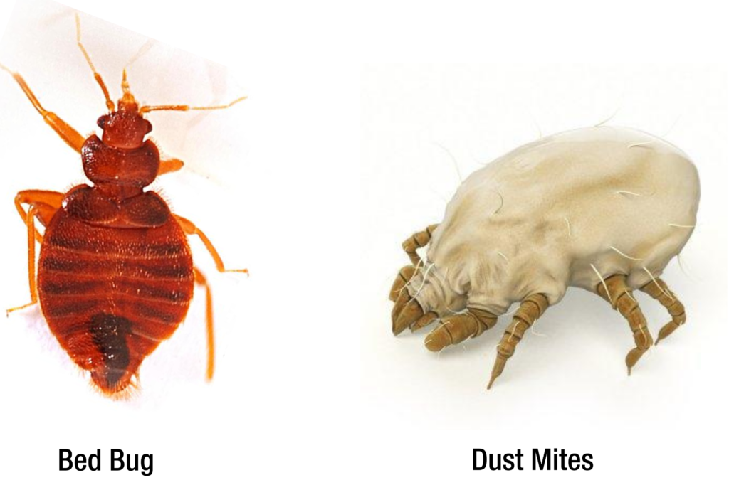 dust mites vs bed bugs