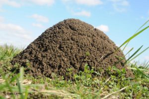 fire ant mound