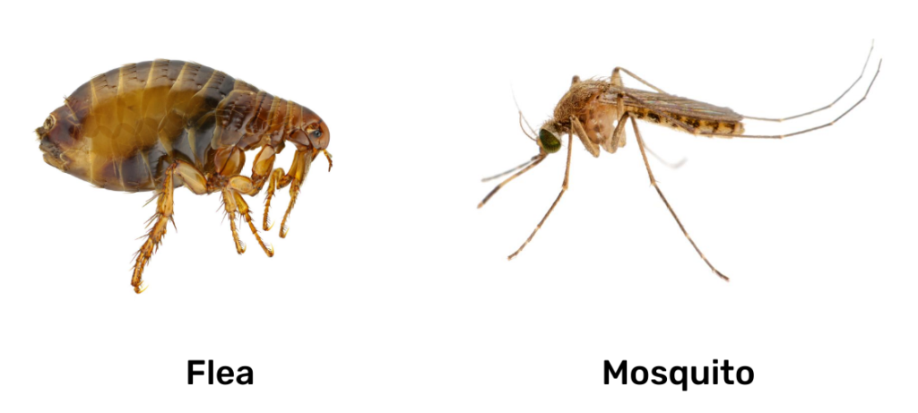 flea vs mosquito