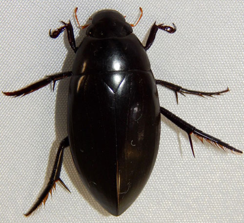 giant black water beetle