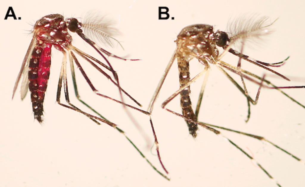 males mosquito vs female mosquito