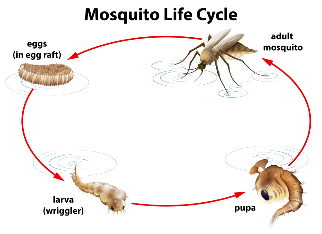 The life cycle of a mosquito