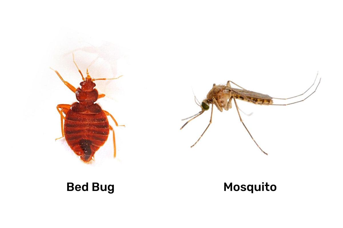 mosquito vs bed bug