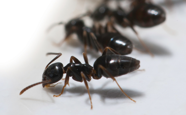odorous ant in group