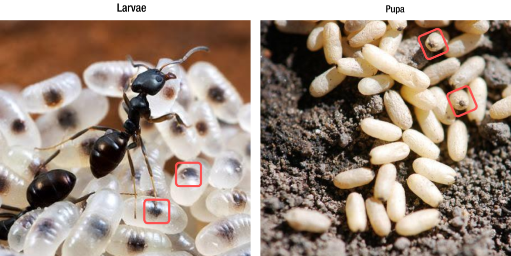 pupa vs larvae ant poop