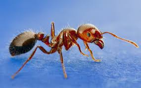 red imported fire ant