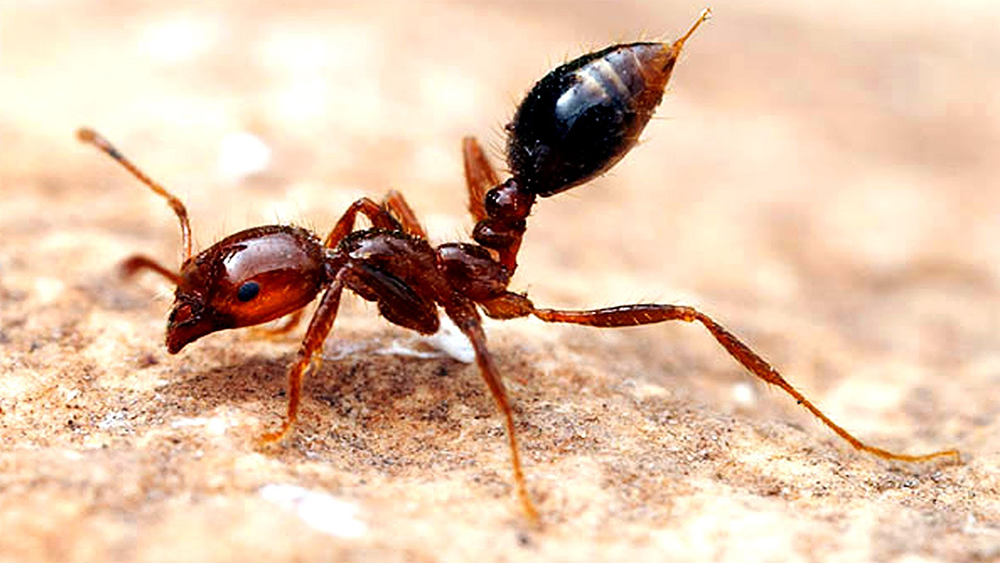 red imported fire ant