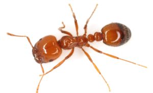 southern fire ant