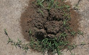 southern fire ant mound