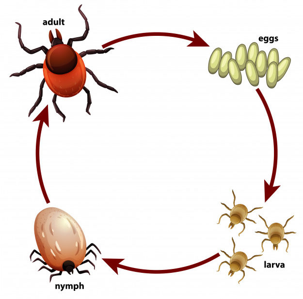 tick life cycle