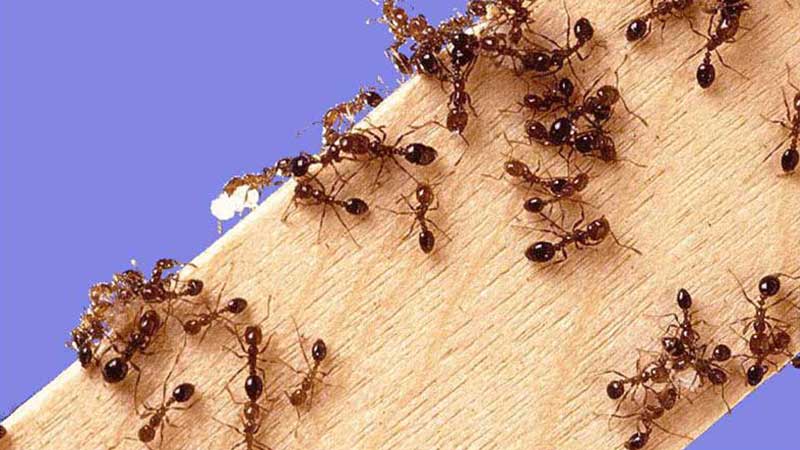 how to get rid of fire ants