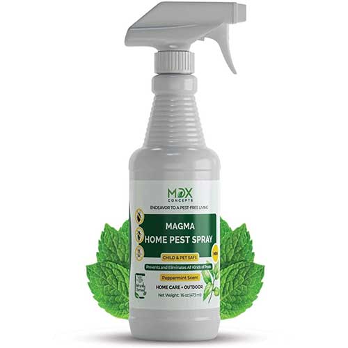 2021 Best Pet Safe Ant Killers According to an Exterminator