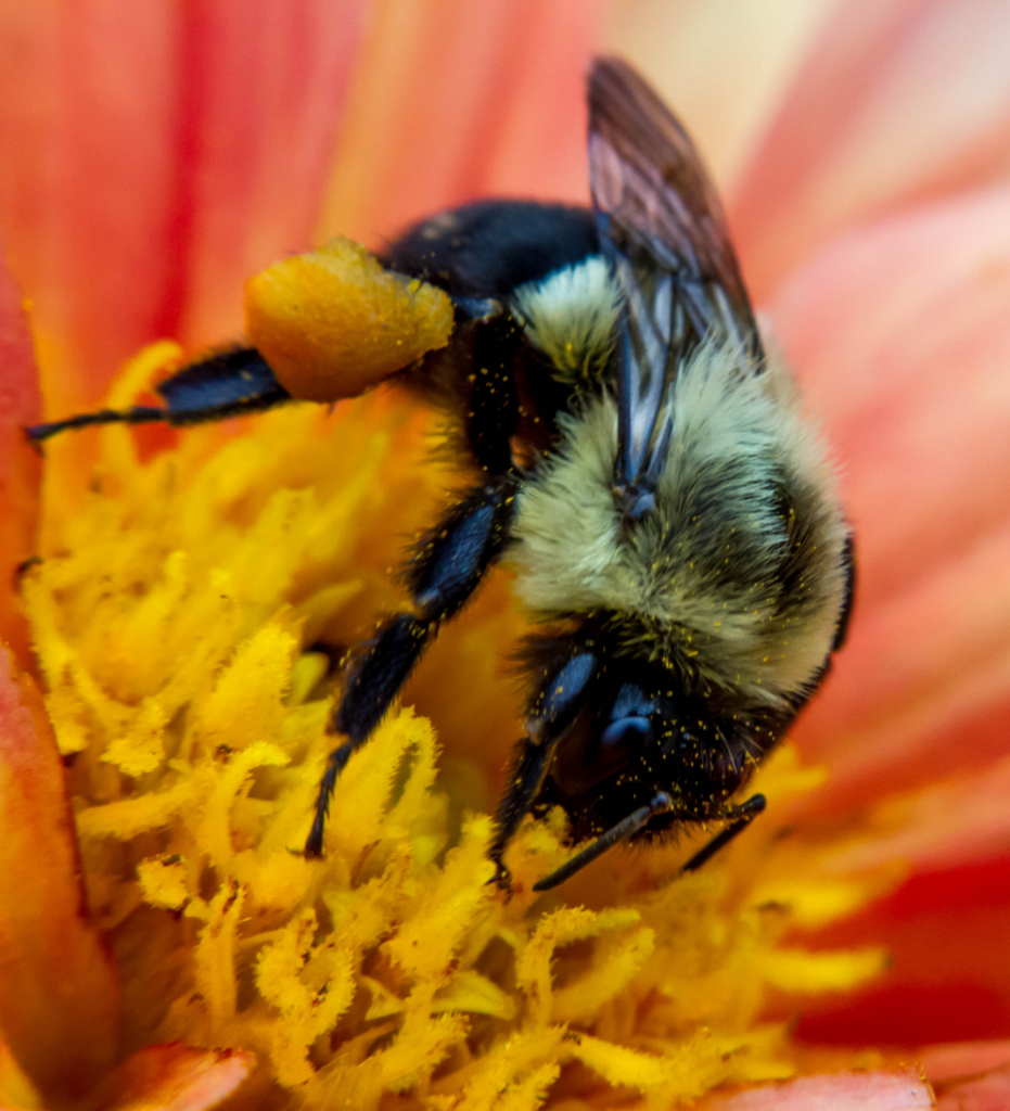 6 Ways To Get Rid of Bees Pest Control Gurus