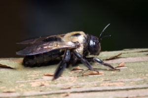 carpenter bees