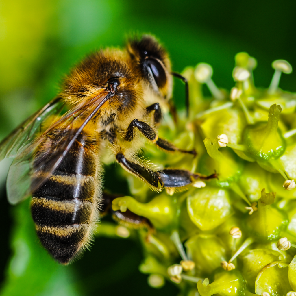 6 Ways To Get Rid of Bees Pest Control Gurus