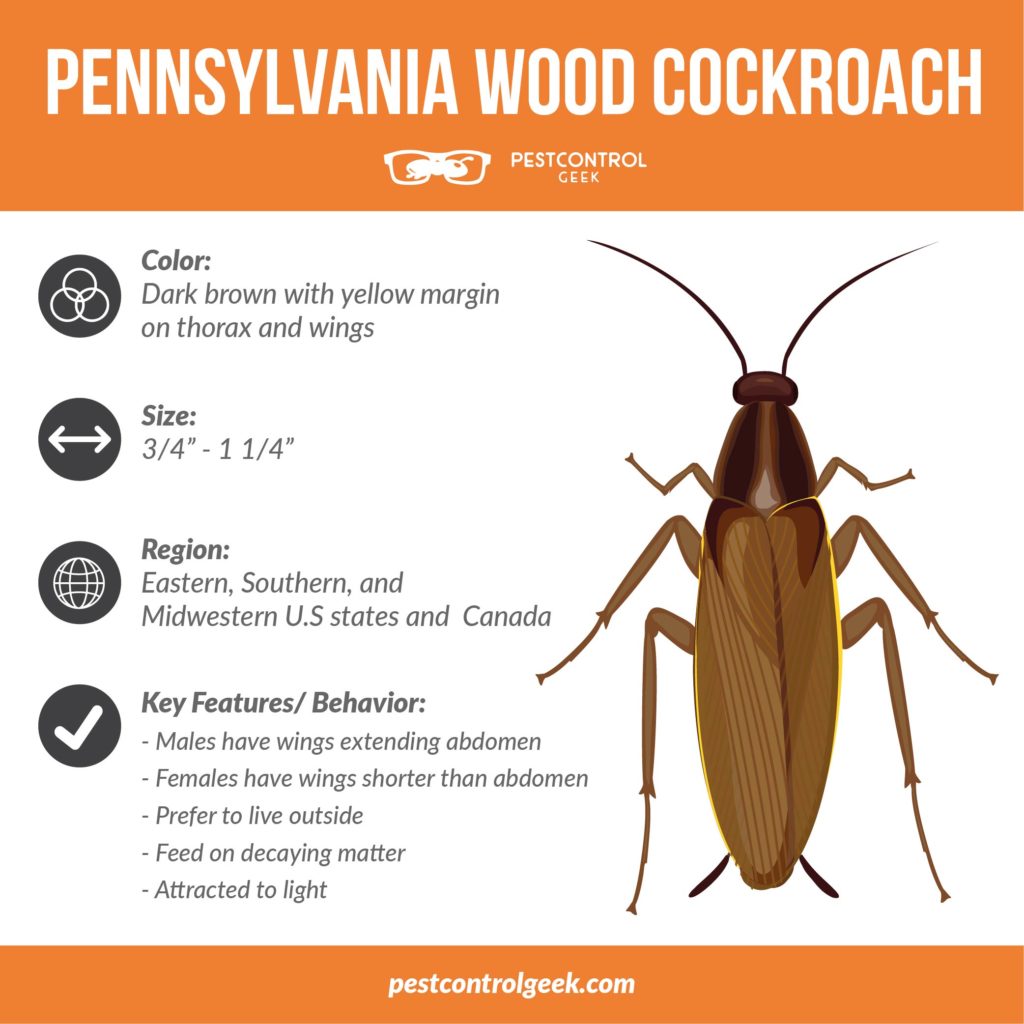 Pennsylvania woodcockroach infographic
