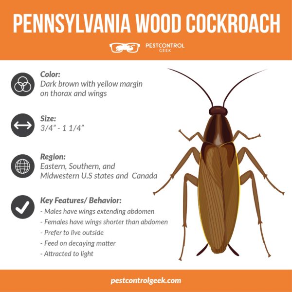 How To Identify and Get Rid of Pennsylvania Wood Cockroaches Pest