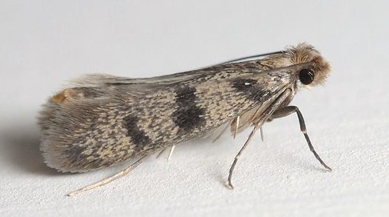 adult plaster bagworm