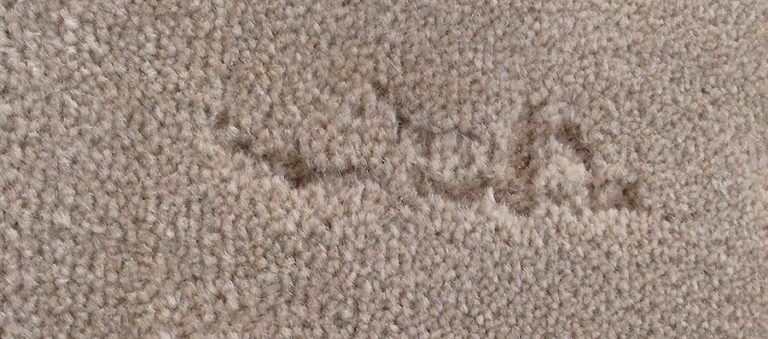 carpet moth damage