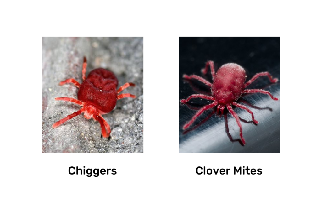 chiggers vs clover mites