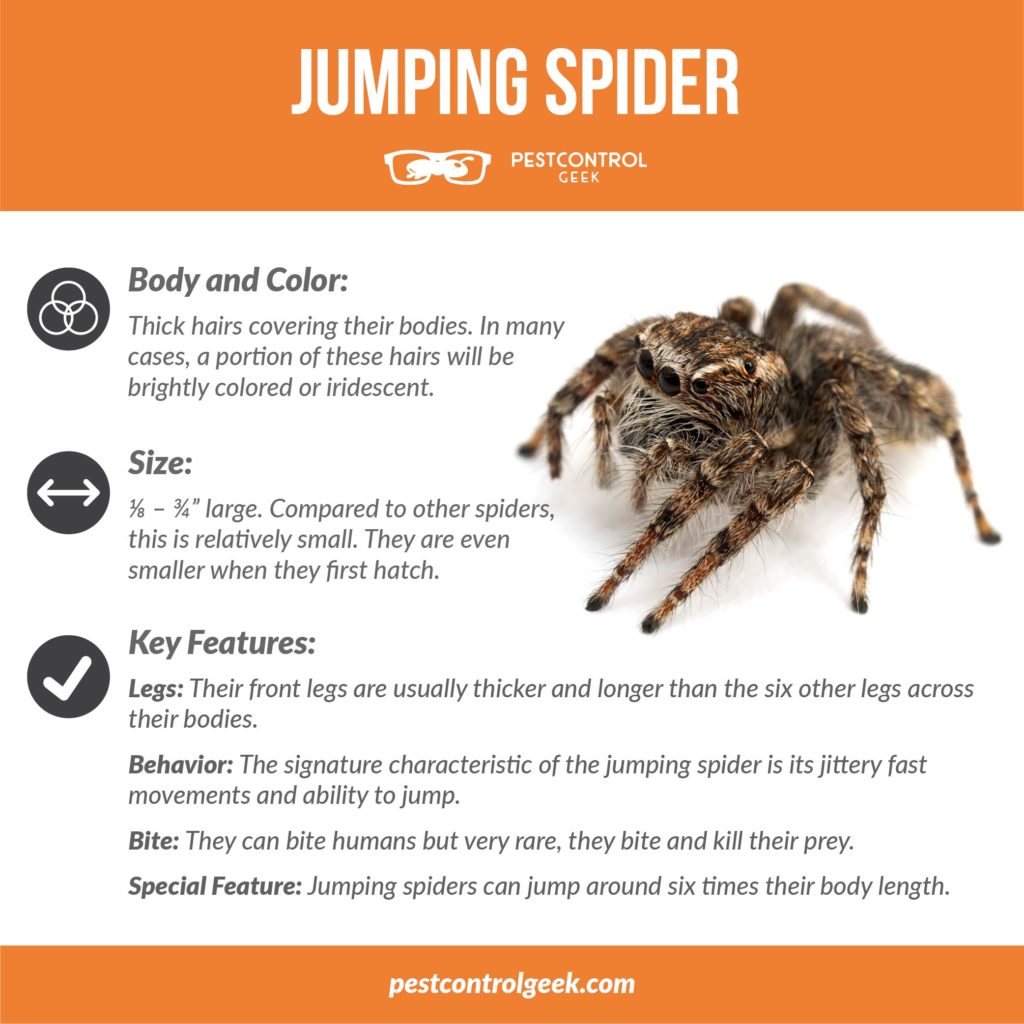 jumping spider infographic