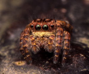 jumping spider cover